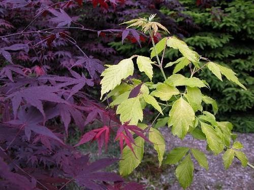 Kontraster i lønn (Acer palmatum 'Atropurureum' og  A. negundo 'Kelly's Gold')